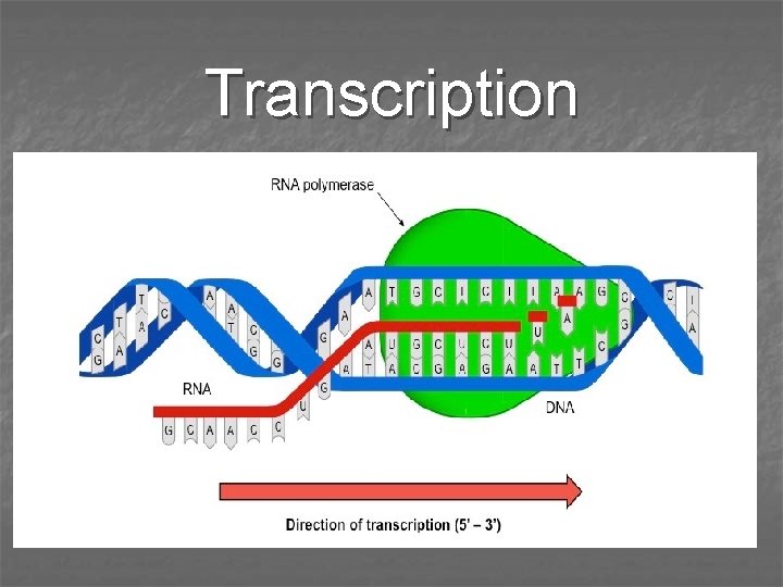 Transcription 