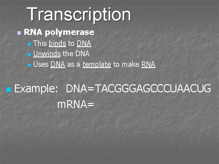 Transcription n RNA polymerase This binds to DNA n Unwinds the DNA n Uses