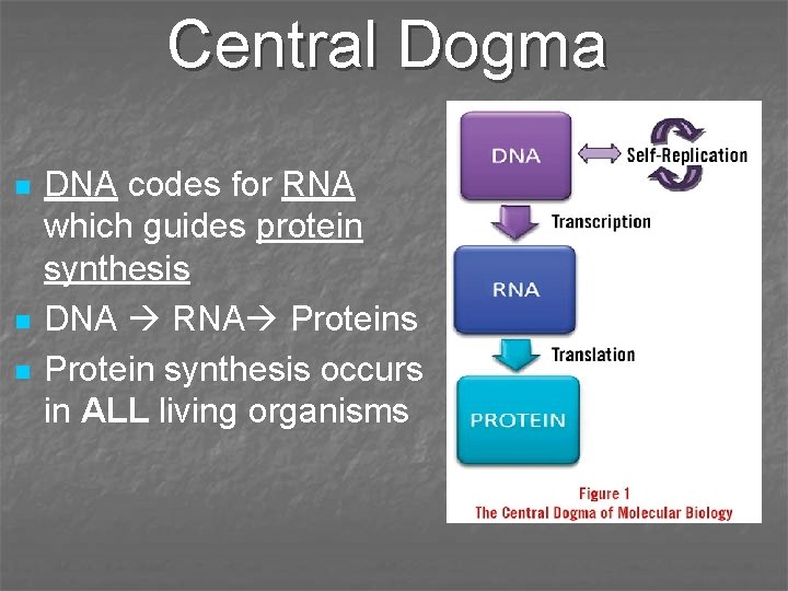 Central Dogma n n n DNA codes for RNA which guides protein synthesis DNA