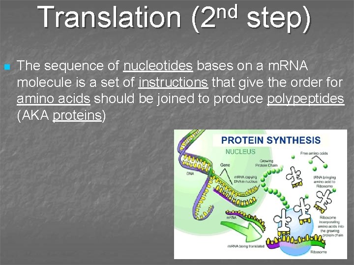 Translation n nd (2 step) The sequence of nucleotides bases on a m. RNA