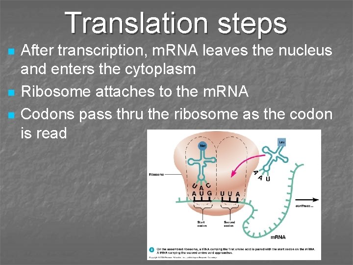 Translation steps n n n After transcription, m. RNA leaves the nucleus and enters Translation steps n n n After transcription, m. RNA leaves the nucleus and enters