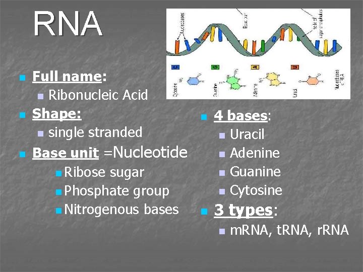 RNA n n n Full name: n Ribonucleic Acid Shape: n single stranded Base