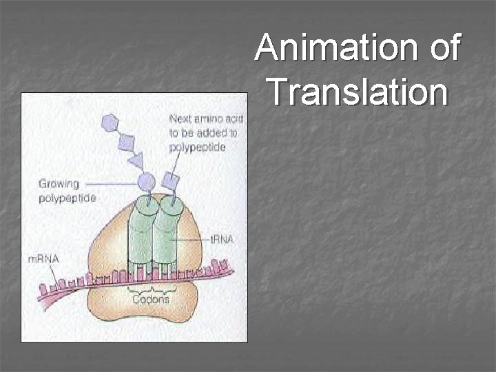 Animation of Translation 