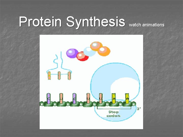 Protein Synthesis watch animations 