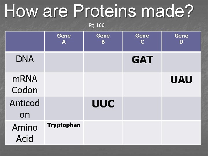 How are Proteins made? Pg 100 Gene A Gene B Gene D GAT DNA