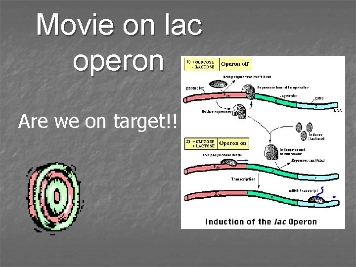 Movie on lac operon Are we on target!! 