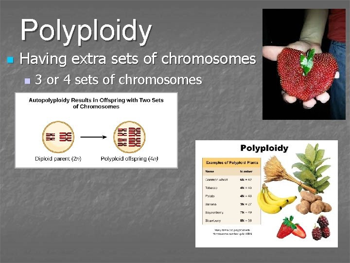 Polyploidy n Having extra sets of chromosomes n 3 or 4 sets of chromosomes