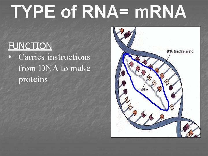 TYPE of RNA= m. RNA FUNCTION • Carries instructions from DNA to make proteins