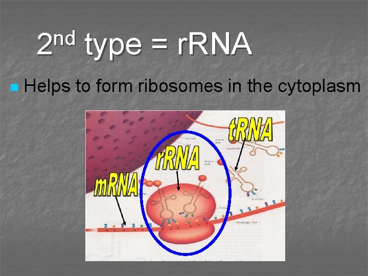 nd 2 n type = r. RNA Helps to form ribosomes in the cytoplasm