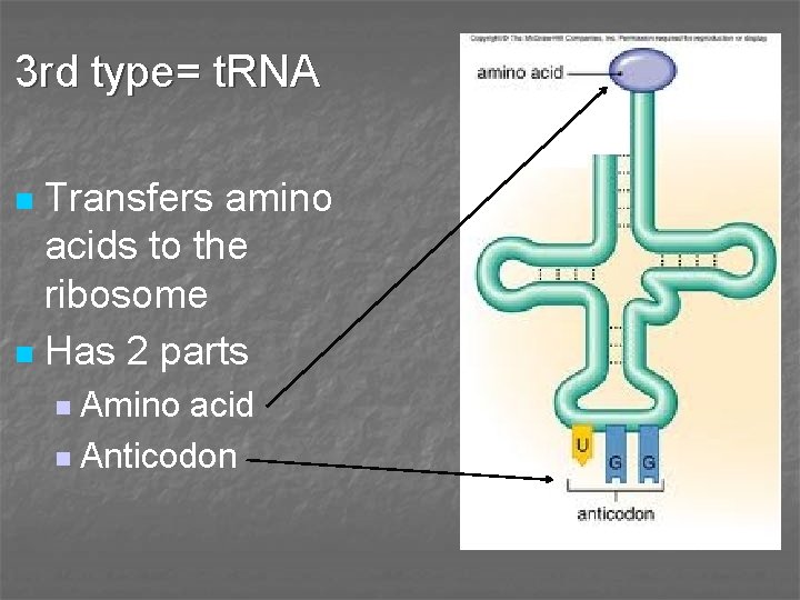 3 rd type= t. RNA Transfers amino acids to the ribosome n Has 2 3 rd type= t. RNA Transfers amino acids to the ribosome n Has 2