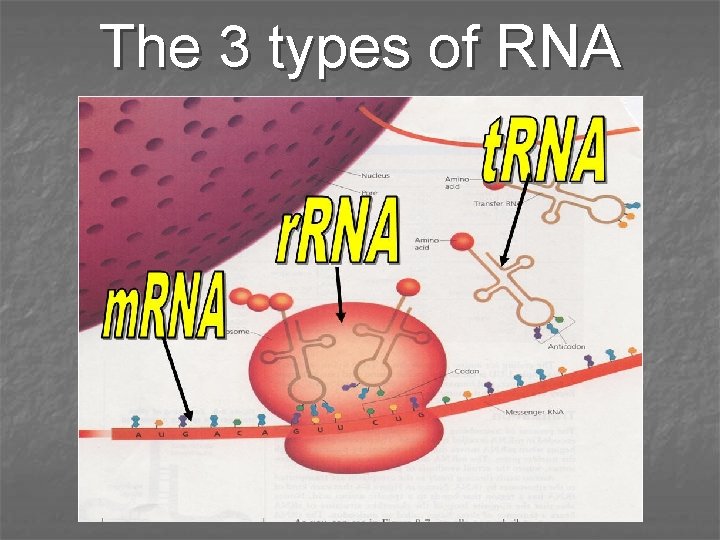 The 3 types of RNA 