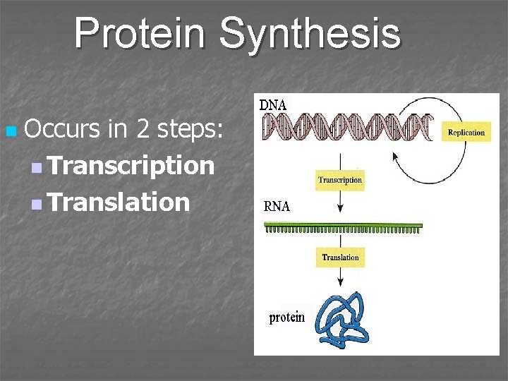 Protein Synthesis n Occurs in 2 steps: n Transcription n Translation 