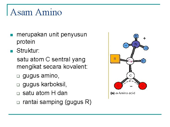 Asam Amino n n merupakan unit penyusun protein Struktur: satu atom C sentral yang