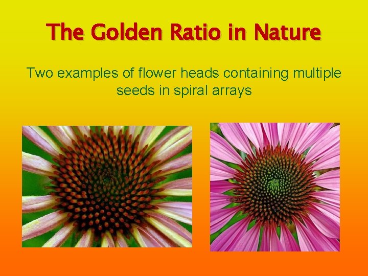The Golden Ratio in Nature Two examples of flower heads containing multiple seeds in