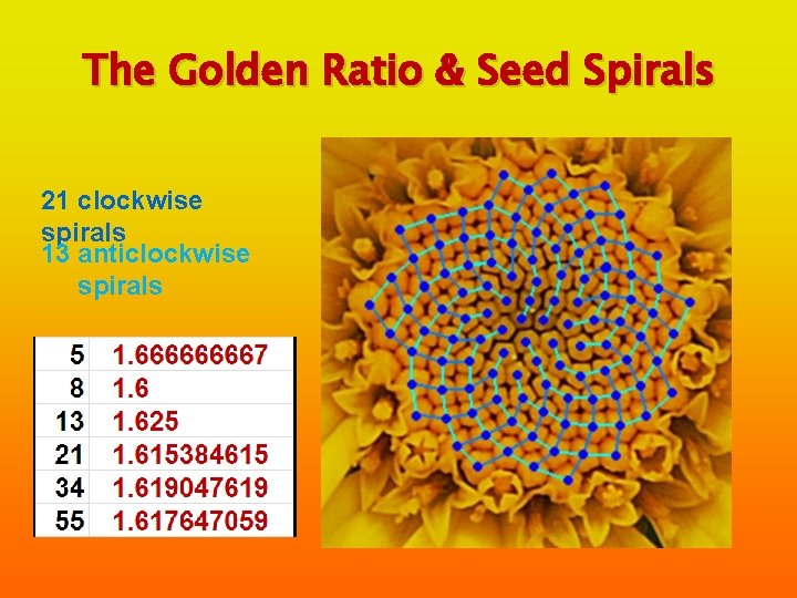 The Golden Ratio & Seed Spirals 21 clockwise spirals 13 anticlockwise spirals 