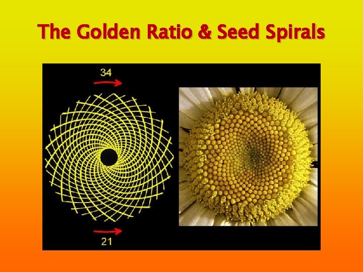 The Golden Ratio & Seed Spirals 