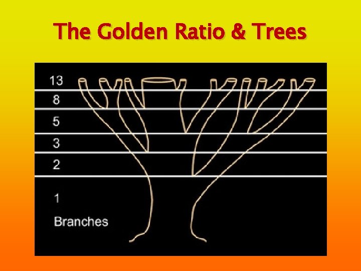 The Golden Ratio & Trees 