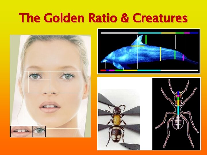 The Golden Ratio & Creatures 