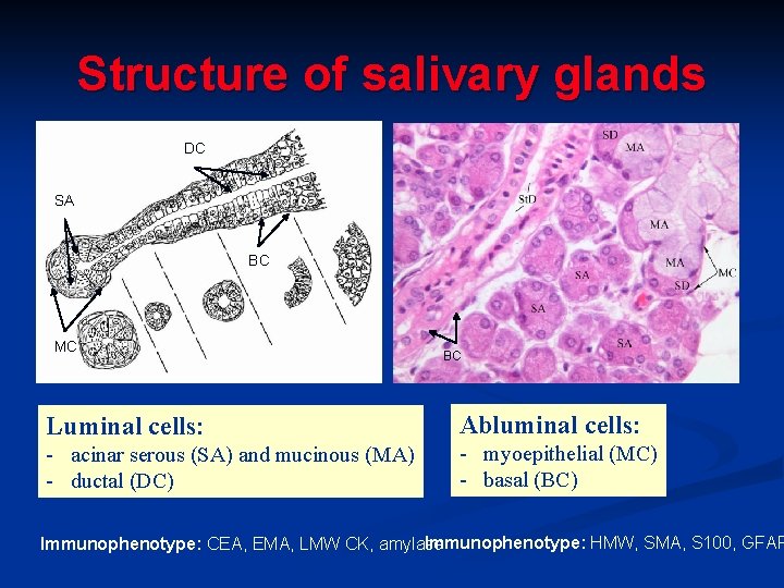 Structure of salivary glands DC SA BC MC BC Luminal cells: Abluminal cells: - Structure of salivary glands DC SA BC MC BC Luminal cells: Abluminal cells: -