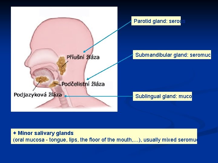 Parotid gland: serous Submandibular gland: seromucous Sublingual gland: mucous + Minor salivary glands (oral Parotid gland: serous Submandibular gland: seromucous Sublingual gland: mucous + Minor salivary glands (oral
