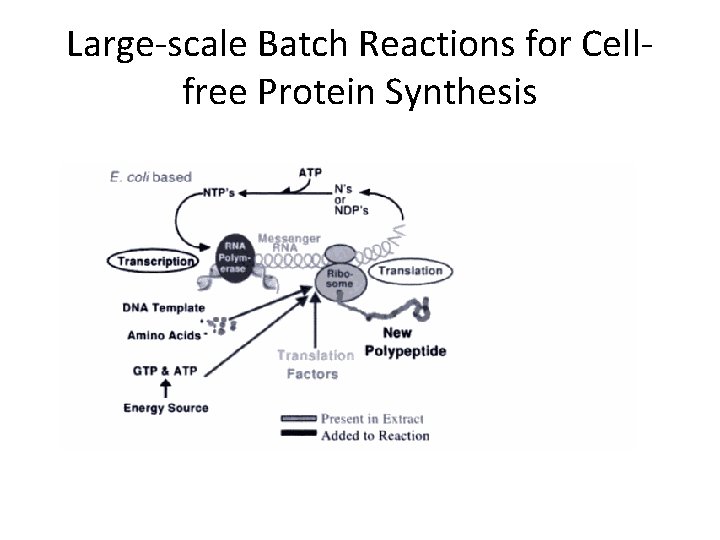 Large-scale Batch Reactions for Cellfree Protein Synthesis Large-scale Batch Reactions for Cellfree Protein Synthesis