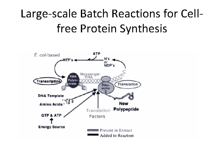 Large-scale Batch Reactions for Cellfree Protein Synthesis 