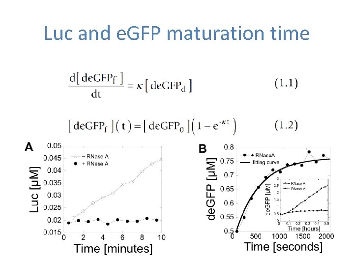 Luc and e. GFP maturation time Luc and e. GFP maturation time
