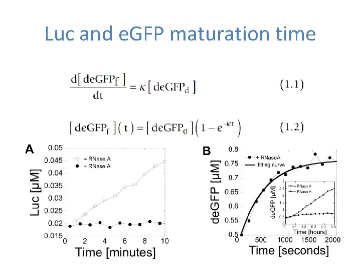 Luc and e. GFP maturation time 