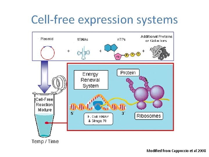 Cell-free expression systems Modified from Cappuccio et al 2008 Cell-free expression systems Modified from Cappuccio et al 2008