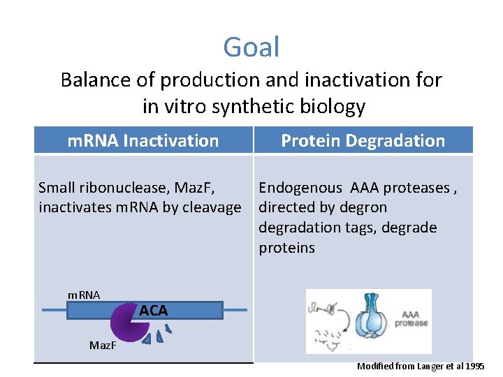 Goal Balance of production and inactivation for in vitro synthetic biology m. RNA Inactivation