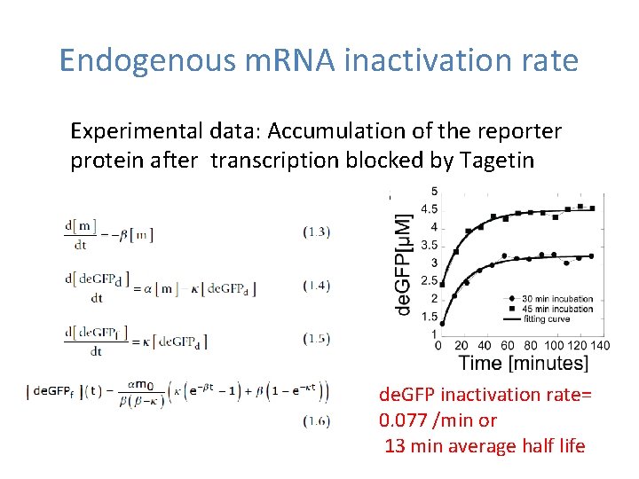 Endogenous m. RNA inactivation rate Experimental data: Accumulation of the reporter protein after transcription Endogenous m. RNA inactivation rate Experimental data: Accumulation of the reporter protein after transcription