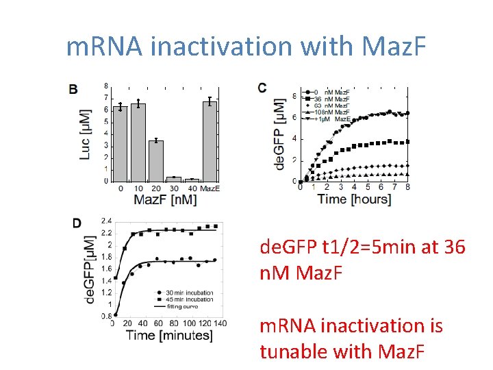 m. RNA inactivation with Maz. F de. GFP t 1/2=5 min at 36 n. m. RNA inactivation with Maz. F de. GFP t 1/2=5 min at 36 n.