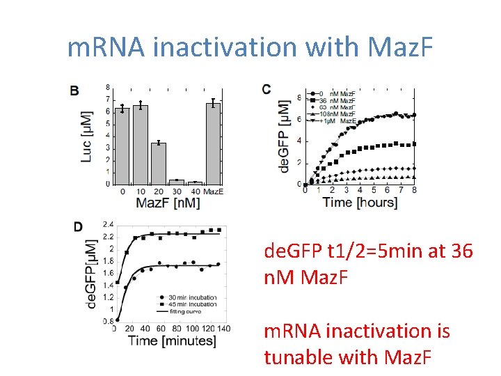 m. RNA inactivation with Maz. F de. GFP t 1/2=5 min at 36 n.