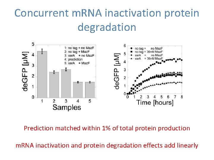 Concurrent m. RNA inactivation protein degradation Prediction matched within 1% of total protein production Concurrent m. RNA inactivation protein degradation Prediction matched within 1% of total protein production