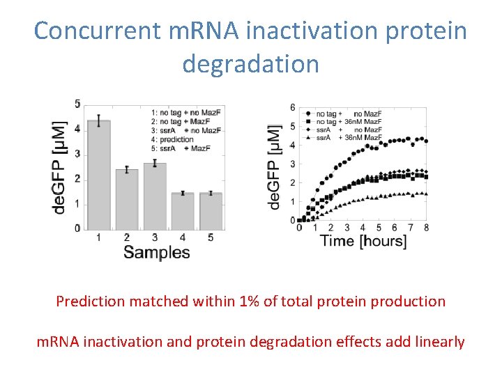 Concurrent m. RNA inactivation protein degradation Prediction matched within 1% of total protein production