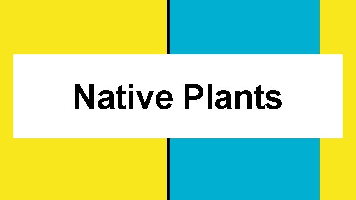 Native Plants 