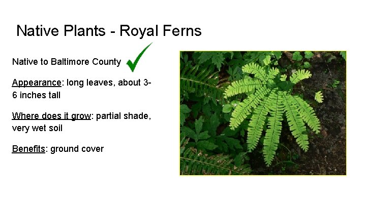 Native Plants - Royal Ferns Native to Baltimore County Appearance: long leaves, about 36