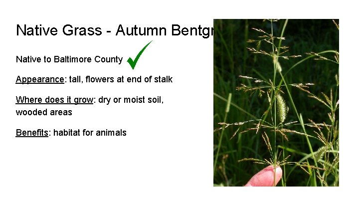 Native Grass - Autumn Bentgrass Native to Baltimore County Appearance: tall, flowers at end