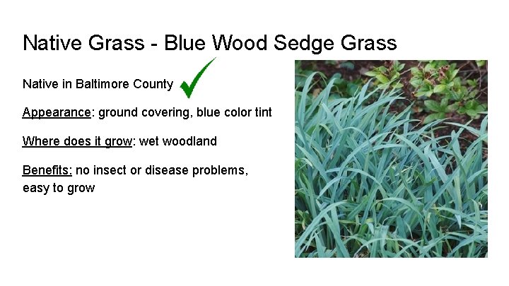 Native Grass - Blue Wood Sedge Grass Native in Baltimore County Appearance: ground covering,