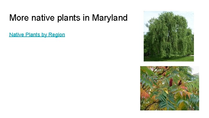 More native plants in Maryland Native Plants by Region 