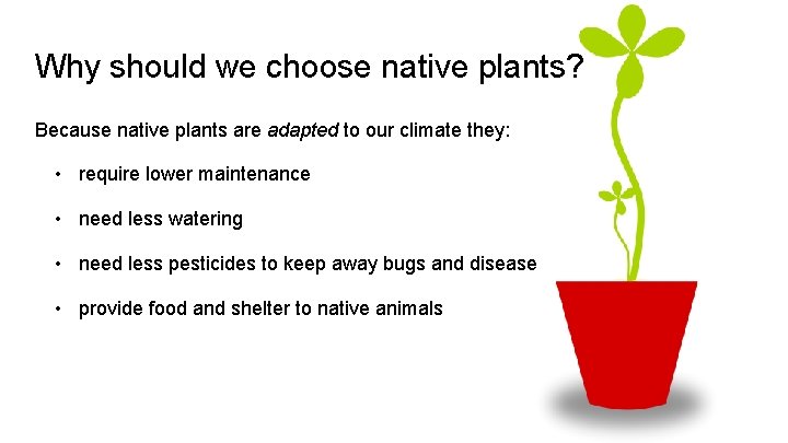 Why should we choose native plants? Because native plants are adapted to our climate