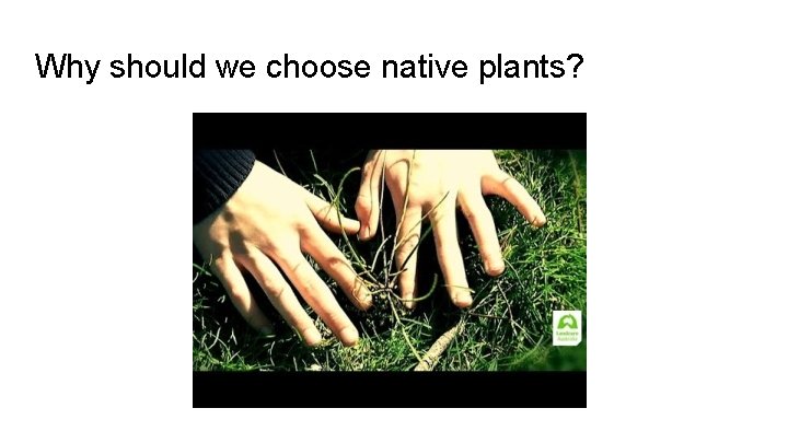 Why should we choose native plants? 