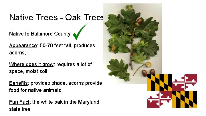 Native Trees - Oak Trees Native to Baltimore County Appearance: 50 -70 feet tall,