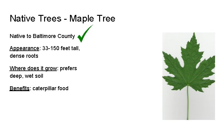 Native Trees - Maple Tree Native to Baltimore County Appearance: 33 -150 feet tall,