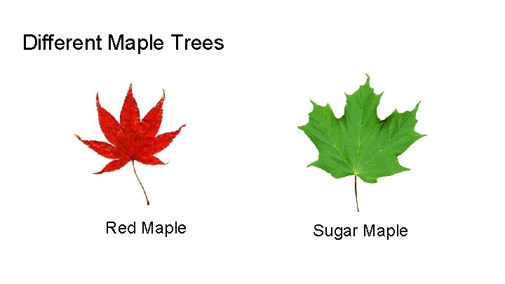 Different Maple Trees Red Maple Sugar Maple 