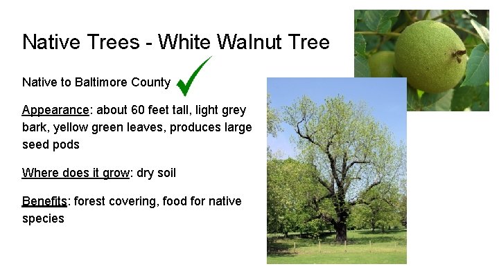 Native Trees - White Walnut Tree Native to Baltimore County Appearance: about 60 feet