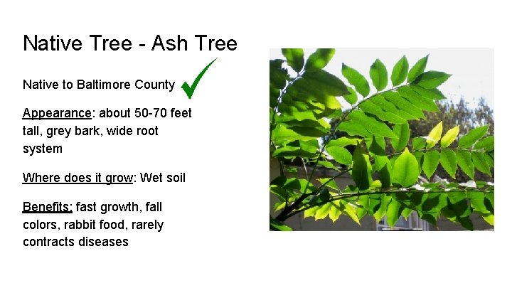 Native Tree - Ash Tree Native to Baltimore County Appearance: about 50 -70 feet