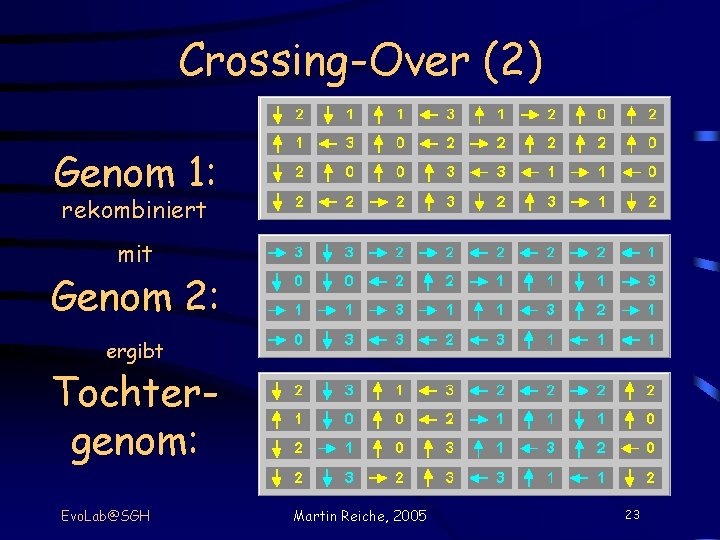 Crossing-Over (2) Genom 1: rekombiniert mit Genom 2: ergibt Tochtergenom: Evo. Lab@SGH Martin Reiche,