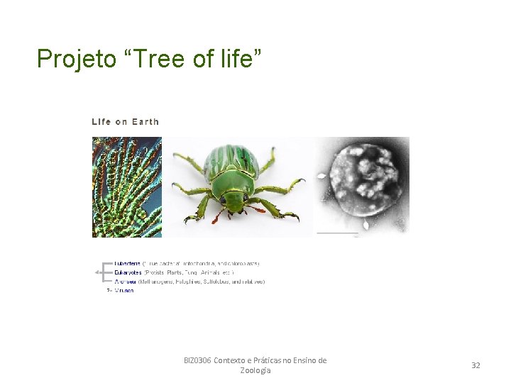 Projeto “Tree of life” BIZ 0306 Contexto e Práticas no Ensino de Zoologia 32