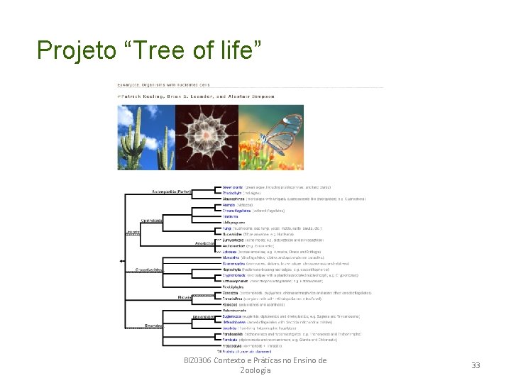 Projeto “Tree of life” BIZ 0306 Contexto e Práticas no Ensino de Zoologia 33